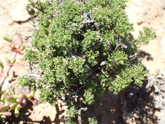 Ursinia pilifera