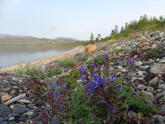 Dracocephalum palmatum