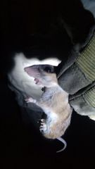 Peromyscus yucatanicus