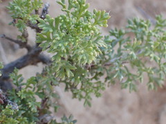 Ursinia pilifera