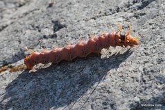 Citheronia splendens sinaloensis