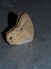 Lethe syrcis