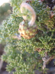 Ursinia pilifera