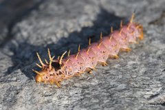 Citheronia splendens sinaloensis