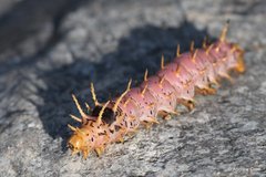 Citheronia splendens sinaloensis