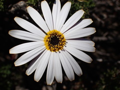 Ursinia pilifera