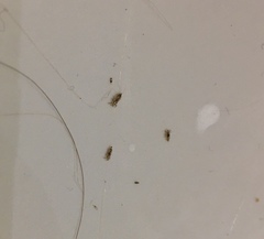 Pediculus humanus capitis