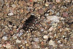 Cicindela sedecimpunctata