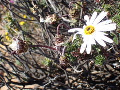 Ursinia pilifera