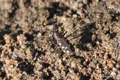 Cicindela sedecimpunctata