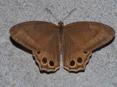 Lethe syrcis