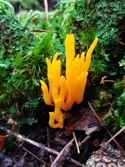 Clavulinopsis corniculata