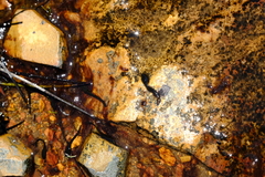 Capensibufo tradouwi