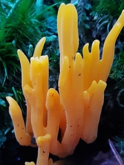 Clavulinopsis corniculata