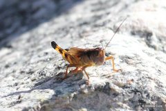 Boopedon flaviventris