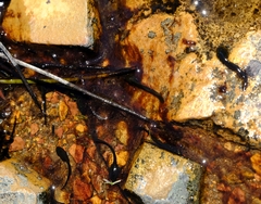 Capensibufo tradouwi