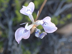 Moraea cuspidata