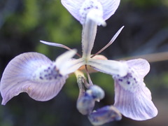 Moraea cuspidata
