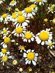 Oncosiphon africanus