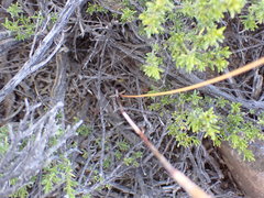 Moraea cuspidata