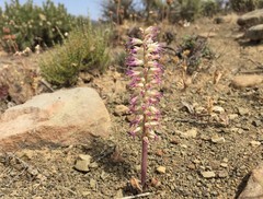 Lachenalia comptonii