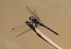 Onychothemis testacea