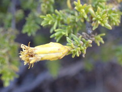 Pteronia empetrifolia