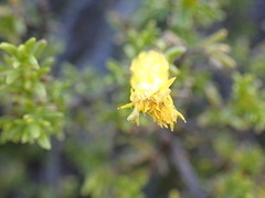 Pteronia empetrifolia