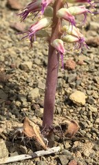 Lachenalia comptonii