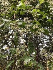 Clematis grata