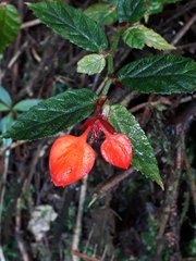 Begonia tetrandra