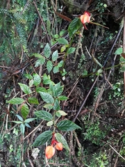 Begonia tetrandra