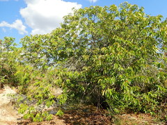 Vochysia pyramidalis