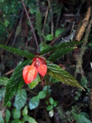 Begonia tetrandra