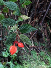 Begonia tetrandra