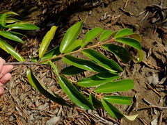 Vochysia pyramidalis