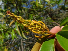 Vochysia pyramidalis