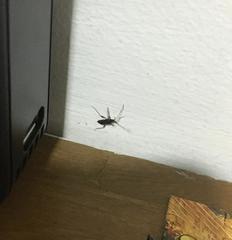 Insecta