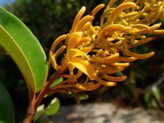 Vochysia pyramidalis