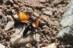 Rhynchophion flammipennis