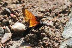 Rhynchophion flammipennis