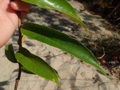 Vochysia pyramidalis