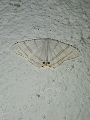 Epiplema albipennaria