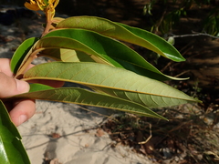 Vochysia pyramidalis
