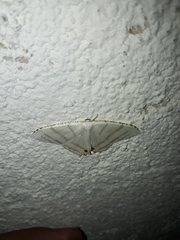 Epiplema albipennaria