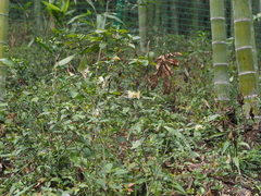Lethe syrcis