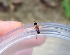 Emertonius exasperans