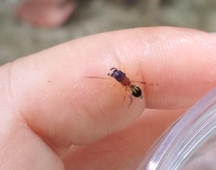 Emertonius exasperans