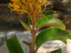 Vochysia pyramidalis