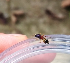 Emertonius exasperans